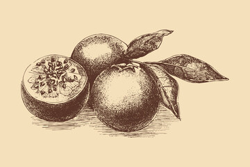 Granadilla illustration in a vintage style. This vector illustration can be used in any size you like for advertising, logos, and other work.