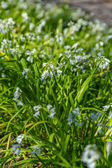Close-up of delicate white-flowering Allium triquetrum, also known as three-cornered leek, growing in dense clusters under spring sunlight
