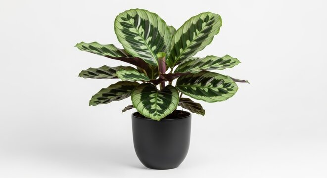 Vibrant green calathea plant in a stylish black pot showcasing its distinctive leaf patterns