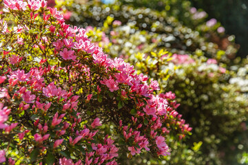 Obraz premium Vibrant cluster of pink azalea flowers in full spring bloom, catching sunlight in Dandenong Ranges Botanic Garden landscape