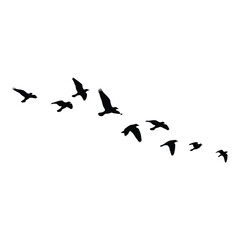 Flock of birds silhouettes flying in formation across a clear sky silhouette