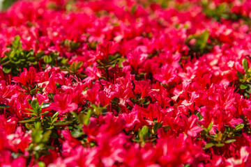 Macro view of blooming azalea blossoms in intense magenta shades, sunlit petals glowing against green leaves during vibrant spring season