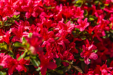 Sunlit azalea blossoms attract a honeybee amidst a sea of magenta petals, capturing pollination in action during peak spring bloom in the garden