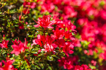 Closeup of vivid azalea blossoms with rich red pink tones, densely packed flowers filling the frame, fresh green leaves add springtime contrast