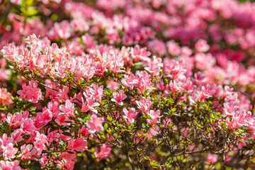 Light pink azalea blossoms in soft clusters bloom gracefully in spring sunlight, showcasing the gentle tones and intricate textures of the flowers