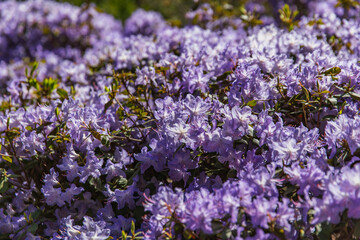 Fototapeta premium Vibrant violet azalea blossoms in peak spring bloom under natural light, showcasing dense floral spread in Dandenong Ranges garden