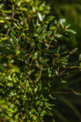 Close-up of native Australian shrub with upright green leaves and small orange buds, sunlit foliage in Dandenong Ranges Botanic Garden