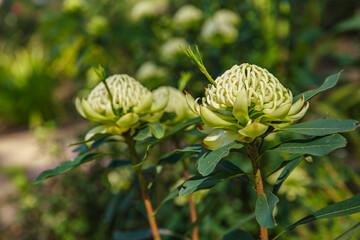 Pair of white waratah flowers blooming with layered petals and broad green leaves, native bush species in Dandenong Ranges Botanical Garden