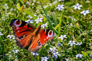 Peacock Butterfly on Wildflowers