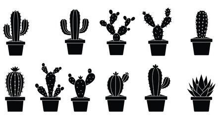 various cacti plants in pots arranged neatly