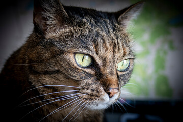 Gatto Soriano Grigio