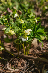 Ground-level white hellebore flower blooming in late winter sun, surrounded by green foliage and soft mulch textures in botanic garden