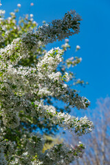 Delicate white blossoms of fruit tree sweeping across deep blue sky, forming soft floral wave in spring garden scene of Dandenong Ranges