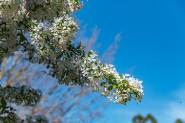 Graceful arc of white flowering fruit tree branch silhouetted against brilliant blue sky, a serene spring moment in Dandenong Ranges botanic garden