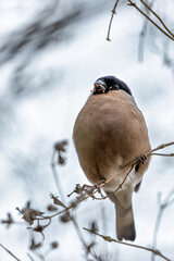 Bullfinch (Pyrrhula pyrrhula) in Phoenix Park, Dublin. Commonly found in Europe and temperate Asia.