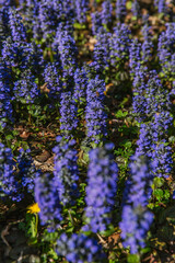 Obraz premium Vibrant cluster of Ajuga reptans flowers forming dense groundcover, deep blue tones contrasting with green leaves and sunlit forest mulch