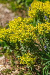 Obraz premium Clustered Euphorbia blossoms under sunlit garden setting, showcasing the vivid yellow flower bracts with upright green foliage