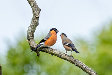 Bullfinch (Pyrrhula pyrrhula) in Phoenix Park, Dublin. Commonly found in Europe and temperate Asia.