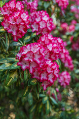 Cluster of deep pink Rhododendron flowers blooming densely with variegated green leaves in Dandenong Ranges spring garden scene