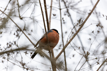 Bullfinch (Pyrrhula pyrrhula) in Phoenix Park, Dublin. Commonly found in Europe and Asia