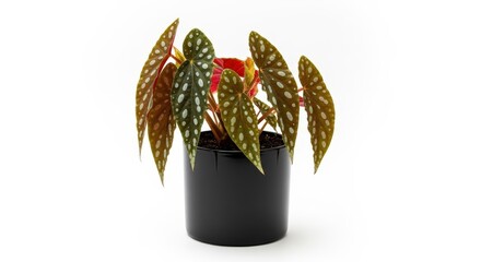 Exotic begonia maculata plant in a black pot showcasing striking spotted leaves vibrant green and red foliage