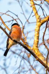 Bullfinch (Pyrrhula pyrrhula) in Phoenix Park, Dublin. Commonly found in Europe and Asia