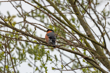 Bullfinch (Pyrrhula pyrrhula) in Phoenix Park, Dublin. Commonly found in Europe and Asia