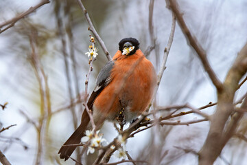 Bullfinch (Pyrrhula pyrrhula) in Phoenix Park, Dublin. Commonly found in Europe and Asia
