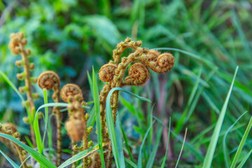 Curled brown fern fiddleheads emerging through green grass in a natural forest environment, symbolizing early stages of plant growth