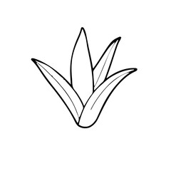 Gardening & Plants – Aloe 633