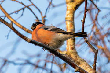 Bullfinch (Pyrrhula pyrrhula) in Phoenix Park, Dublin. Commonly found in Europe and Asia