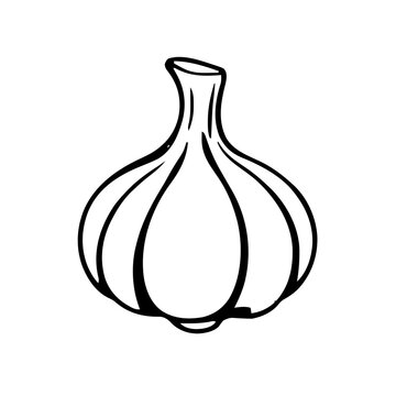 Food &ndash; Garlic 736