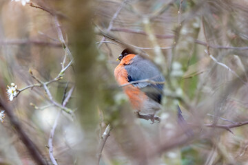 Bullfinch (Pyrrhula pyrrhula) in Phoenix Park, Dublin. Commonly found in Europe and Asia