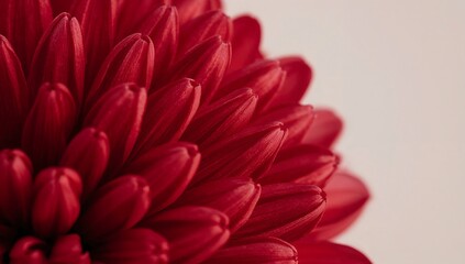 Closeup of a vibrant red chrysanthemum flower with intricate petal detail