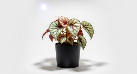Beautiful peperomia plant in a black pot showcasing unique textured green and red leaves