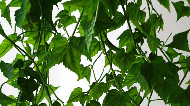 Botanical Illustration of Leafy Vine Frame Isolated on Pure White Background