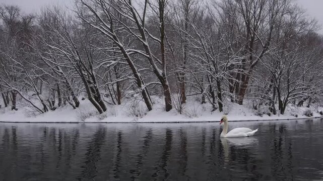 swan bird present in the Drilon area located near Pogradec within the Drilon National Park adjacent to the lake during the winter season with landscape covered in snow