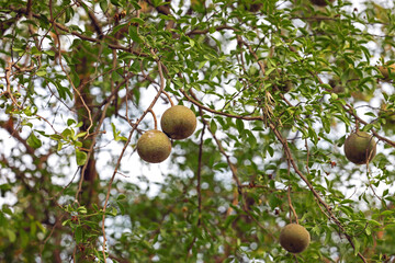 Fresh wood apples on tree