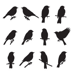 Collection of diverse bird silhouettes in various poses on branches for design