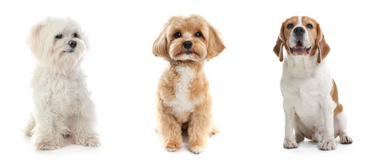 Fototapeta premium Cute dogs of different breeds isolated on white, collage
