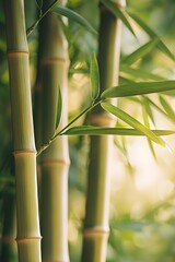 Obraz premium Bamboo sways gently in the breeze, with soft sunlight casting upon it
