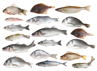 Different types of raw fish isolated on white, collage