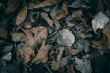 Dry Autumn leaves on the forest floor