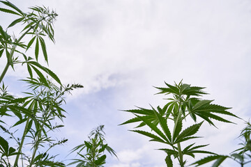 Close up of lush green cannabis plants against clear skies displaying natural growth and serenity.