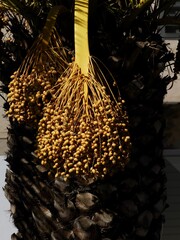 Detail of a bunch of dates on a palm tree in Andalusia
