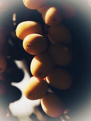 Detail of a bunch of dates on a palm tree in Andalusia