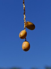 Detail of a bunch of dates on a palm tree in Andalusia