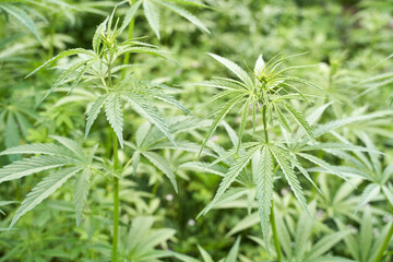Lush green cannabis plants in natural outdoor setting with detailed leaves and stems.