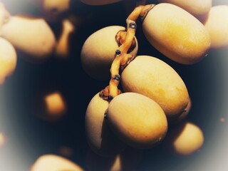 Detail of a bunch of dates on a palm tree in Andalusia