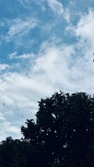 Sky with tree silhouette background